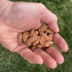Daily almond snack improves health of people with metabolic syndrome