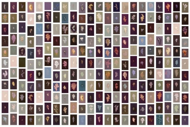 Dazzling oak leaf prints merge science and nature