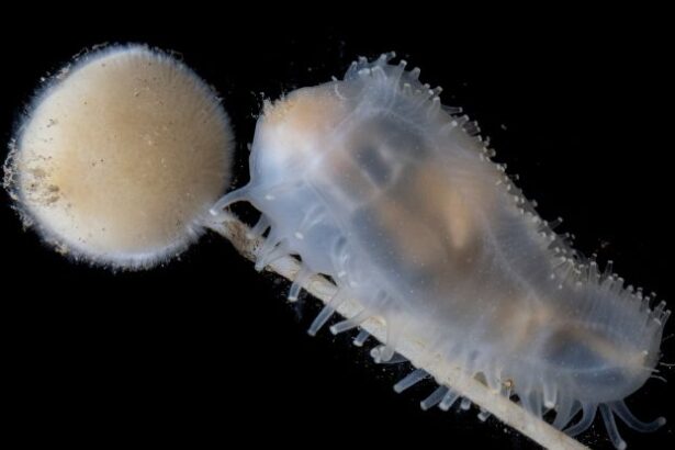 Deep-Sea Wonderland Found Thriving Where Humans Have Never Been : ScienceAlert