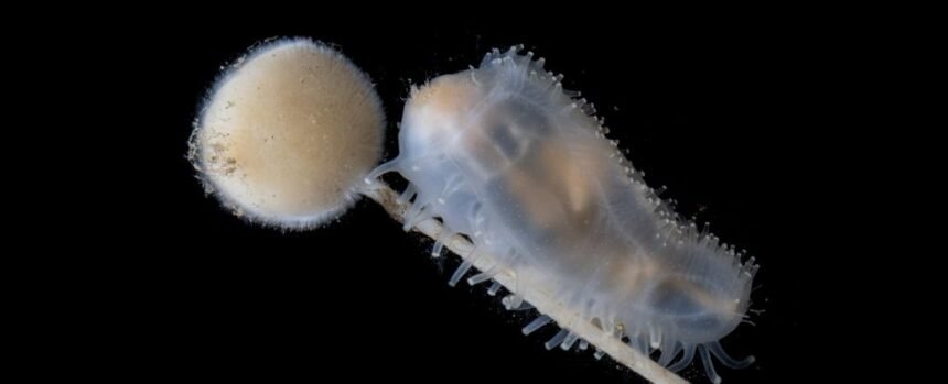Deep-Sea Wonderland Found Thriving Where Humans Have Never Been : ScienceAlert