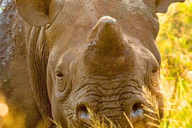 Dehorning Rhinos Cuts Poaching by 78% – Saving Thousands of Animals’ Lives : ScienceAlert