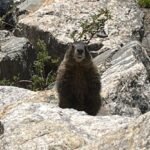 Denver Zoo finds wild marmot in field truck