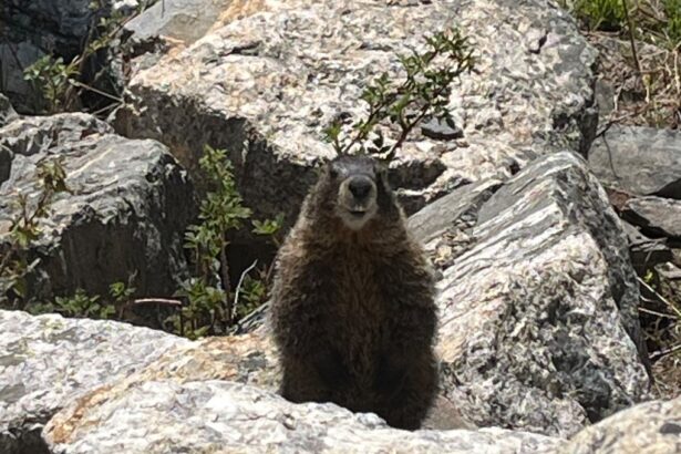 Denver Zoo finds wild marmot in field truck