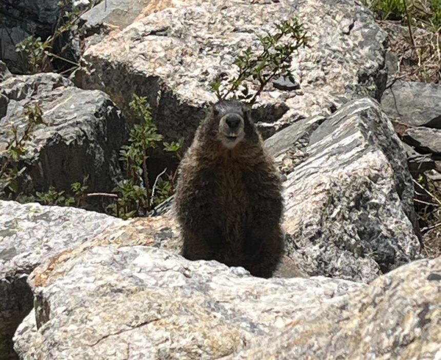Denver Zoo finds wild marmot in field truck