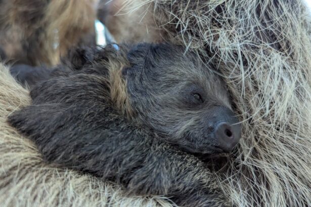 Denver Zoo welcomes sloths’ newest baby