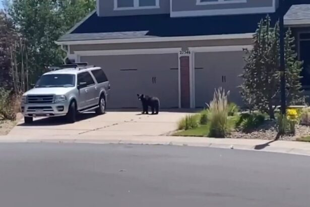 Denver-area bear captured near Aurora home, relocated to better habitat