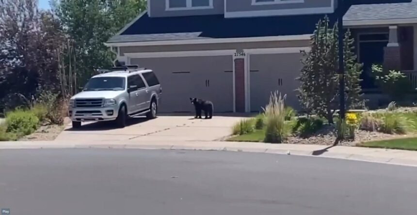 Denver-area bear captured near Aurora home, relocated to better habitat