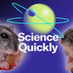 Djungarian Hamsters Are Unusually Involved Fathers