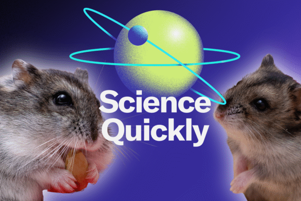 Djungarian Hamsters Are Unusually Involved Fathers