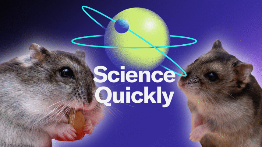 Djungarian Hamsters Are Unusually Involved Fathers