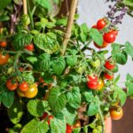 Does the old concept of companion planting have any science behind it?