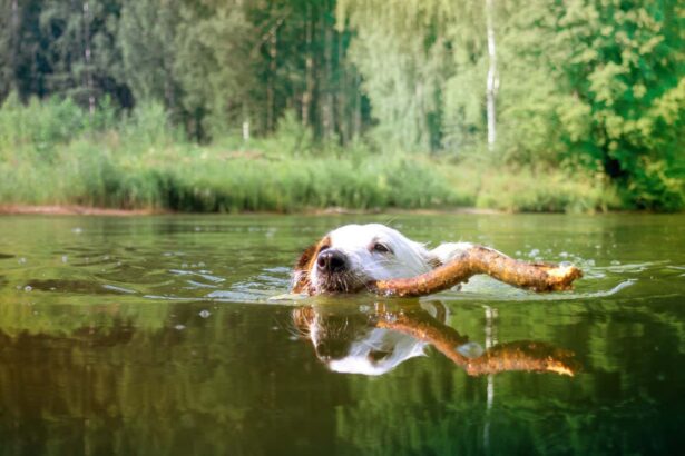 Dogs pollute water with pesticides even weeks after flea treatment