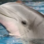 Dolphins Got Giant Testicles. We Got a Chin. Only One Makes Sense. : ScienceAlert