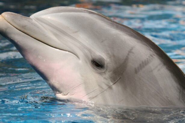 Dolphins Got Giant Testicles. We Got a Chin. Only One Makes Sense. : ScienceAlert
