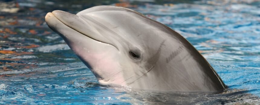 Dolphins Got Giant Testicles. We Got a Chin. Only One Makes Sense. : ScienceAlert