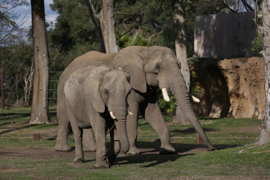 Elephant permit for Colorado Renaissance Festival denied, animal advocacy group says