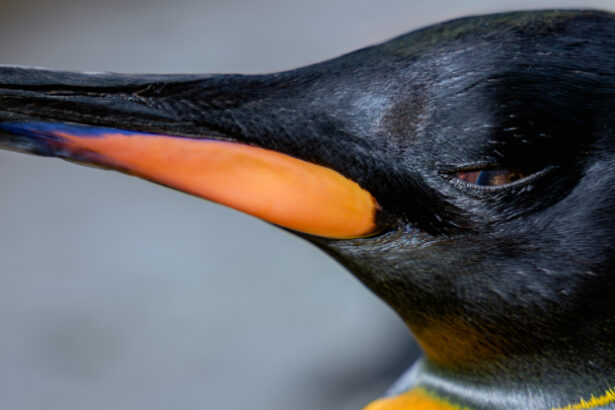 Emperor Penguins Disappearing Faster Than Worst Estimates, Study Finds : ScienceAlert