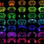 Engineered Viruses Are Transforming Neuroscience and Treating Brain Disease