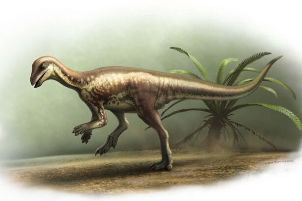 Enigmacursor mollyborthwickae: Small and speedy dinosaur recognised as a new species