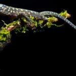 Enigmatic lizards somehow survived near Chicxulub asteroid impact