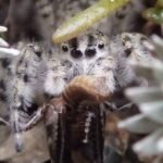 Entire Genus of Jumping Spiders Found Hidden in New Zealand : ScienceAlert