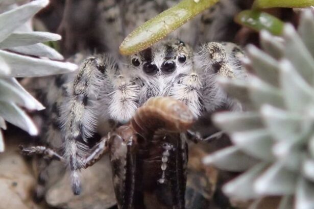 Entire Genus of Jumping Spiders Found Hidden in New Zealand : ScienceAlert