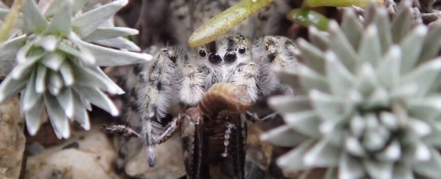Entire Genus of Jumping Spiders Found Hidden in New Zealand : ScienceAlert