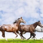 Equus Claims Management approved as Lloyd’s DCA