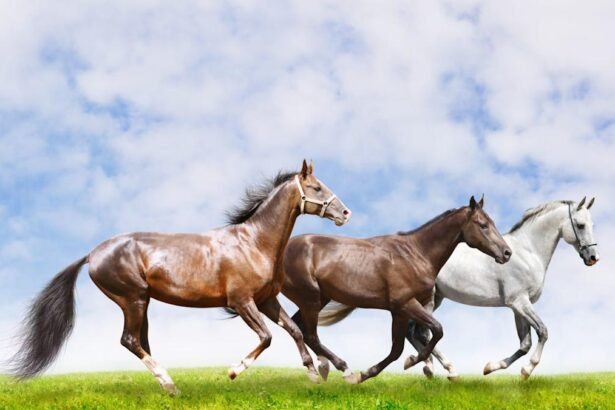 Equus Claims Management approved as Lloyd’s DCA