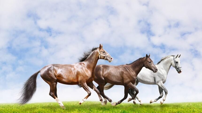 Equus Claims Management approved as Lloyd’s DCA