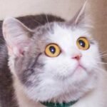 Extreme Skittishness in Your Cat Could Be a Sign of a Mysterious Disease : ScienceAlert