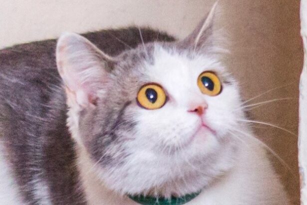 Extreme Skittishness in Your Cat Could Be a Sign of a Mysterious Disease : ScienceAlert