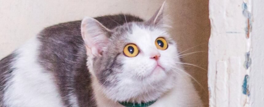 Extreme Skittishness in Your Cat Could Be a Sign of a Mysterious Disease : ScienceAlert
