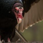 Fewer scavengers could mean more zoonotic disease