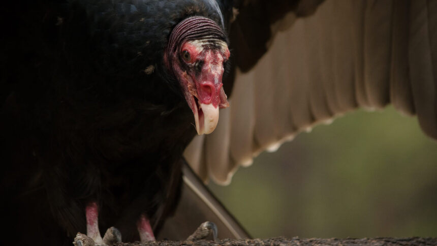 Fewer scavengers could mean more zoonotic disease