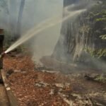 Firefighting foams contain toxic PFAS. Could soybeans be the answer?