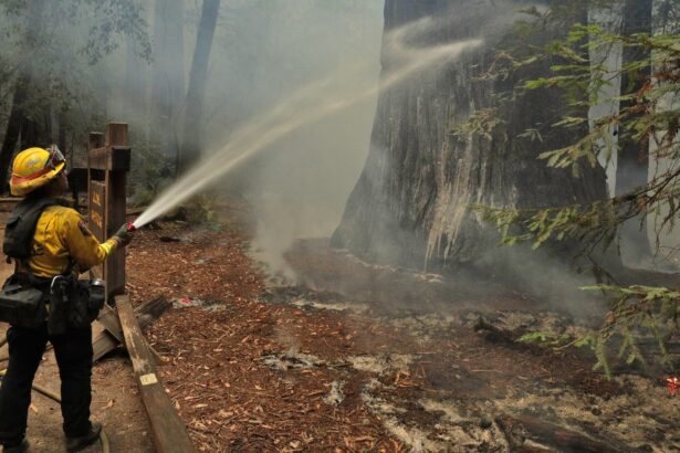 Firefighting foams contain toxic PFAS. Could soybeans be the answer?