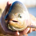 Fish Suffer Up to 22 Minutes of Intense Pain When Taken Out of Water : ScienceAlert