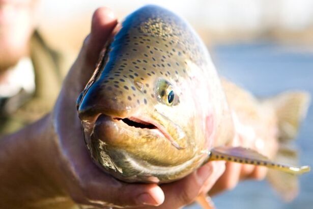 Fish Suffer Up to 22 Minutes of Intense Pain When Taken Out of Water : ScienceAlert