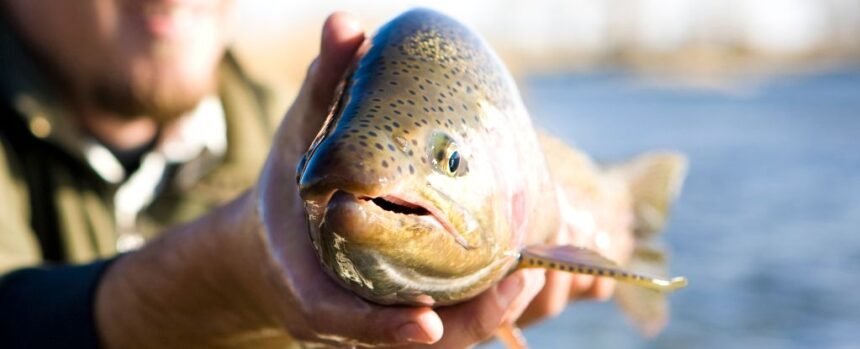 Fish Suffer Up to 22 Minutes of Intense Pain When Taken Out of Water : ScienceAlert