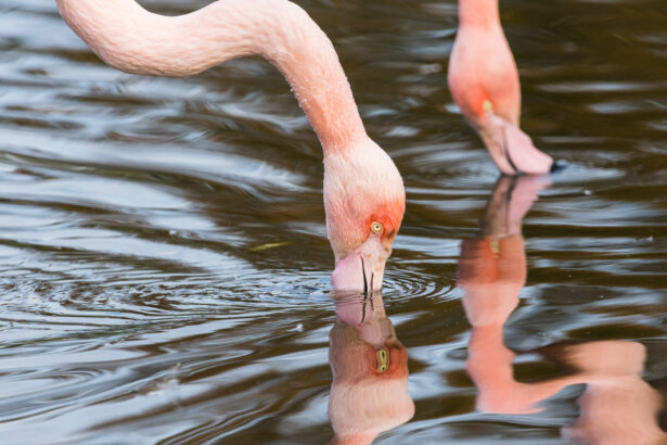 Flamingos create precise water vortices in a shrimp-hunting frenzy