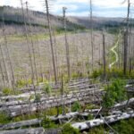 Forest crisis sparks alarm that Europe will miss net-zero targets