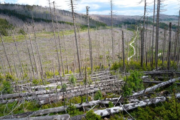 Forest crisis sparks alarm that Europe will miss net-zero targets