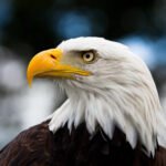 Getting “Screwed” on Trade? – Econlib