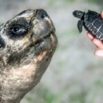 Goliath the Galápagos tortoise celebrated his first Father’s Day and 135th birthday : NPR