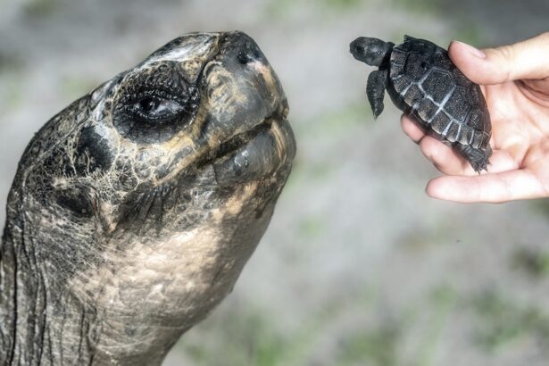 Goliath the Galápagos tortoise celebrated his first Father’s Day and 135th birthday : NPR