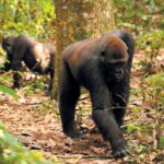 Gorilla Gourmets Are Actually Truffle Hunting