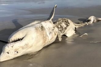 Great White Sharks Were Scared From Their Habitat by Just 2 Predators : ScienceAlert