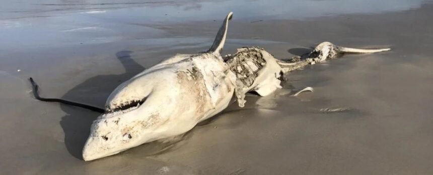 Great White Sharks Were Scared From Their Habitat by Just 2 Predators : ScienceAlert