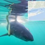Great white shark surfaces off popular New Jersey beach coast — on ‘Jaws’ anniversary